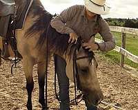 roping-quarter-horse