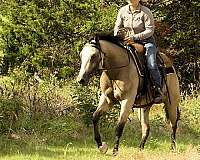 trail-riding-quarter-horse