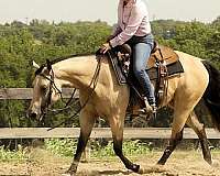 buckskin-pleasure-driving-horse