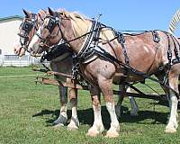 red-roan-belgian-ridgling