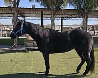 blue-ron-quarter-horse