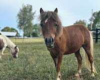 mini-miniature-horse-filly