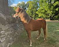 mini-miniature-horse-filly-mare