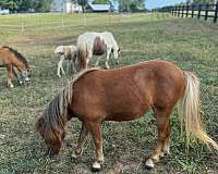 mini-miniature-horse