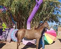 classic-kentucky-mountain-horse