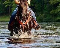 flashy-friesian-horse