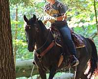 family-friesian-horse