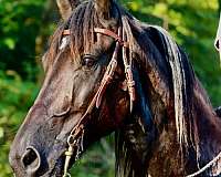 trail-friesian-horse