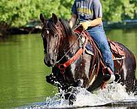 husband-safe-friesian-horse