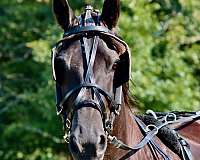 all-around-friesian-horse