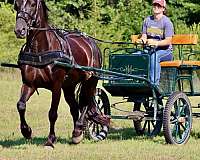 gentle-friesian-horse