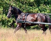 driving-friesian-horse