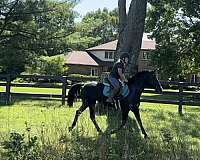 trail-morgan-horse