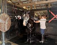 dressage-morgan-horse