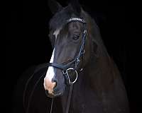 athletic-morgan-horse