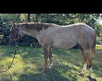 aqha-warmblood-colt