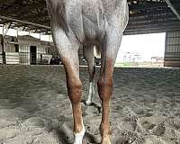 cattle-warmblood-horse