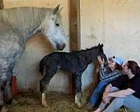 grey-see-pics-horse