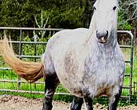 flashy-percheron-horse