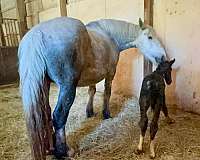 trail-percheron-horse