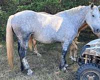 all-around-percheron-horse