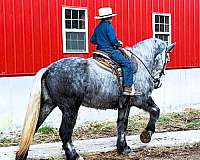 gentle-percheron-horse