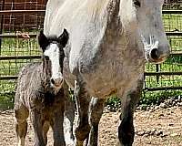 broodmare-percheron-horse