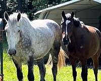 draft-cross-percheron-horse