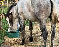 breeding-percheron-horse