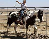 tobiano-see-pics-horse