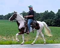 tobiano-see-pics-horse