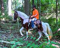 family-spotted-saddle-horse