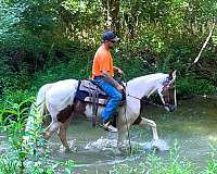 trail-spotted-saddle-horse