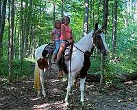 husband-safe-spotted-saddle-horse