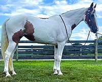 lesson-spotted-saddle-horse