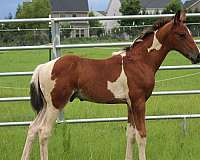 warm-blood-dutch-warmblood-horse