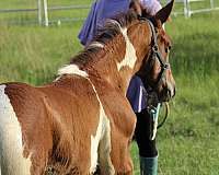 art-deco-dutch-warmblood-horse