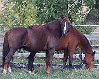 tiny-white-star-hind-sock