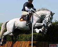 athletic-irish-draught-horse