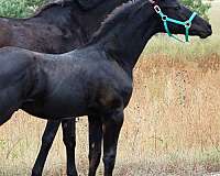 tiny-white-star-hind-sock-horse