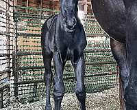 black-tiny-white-star-hind-sock-horse