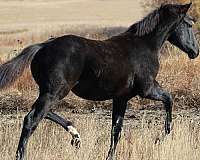 black-tiny-white-star-hind-sock-horse