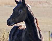 black-irish-draught-colt