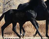 bloodlines-irish-draught-horse