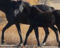 board-irish-draught-horse