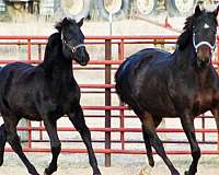 black-tiny-white-star-hind-sock-horse