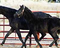 black-irish-draught-colt