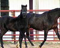 bloodlines-irish-draught-horse