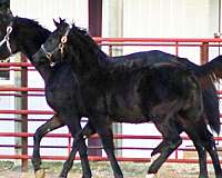 coggins-irish-draught-horse