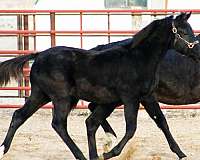 dutch-warmblood-irish-draught-horse